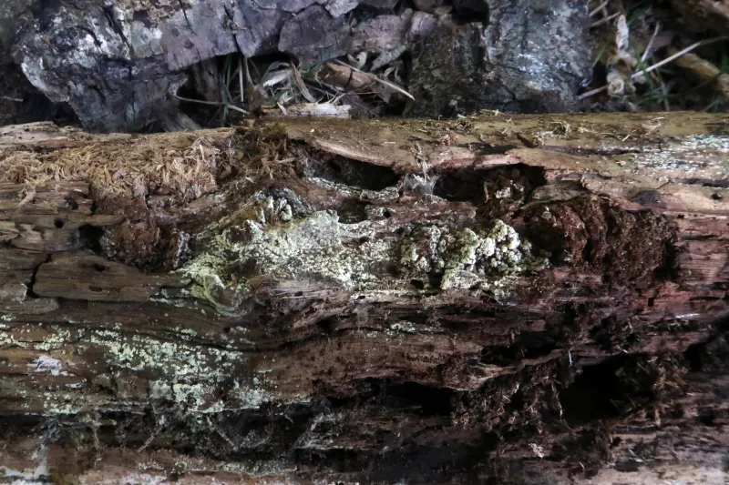 Botryobasidium candicans 1 - IMG_5284